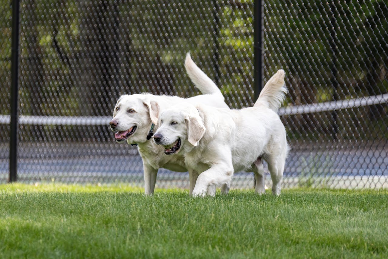 Two happy Golden Retrievers playing on lush grass at a park in Southborough, MA.