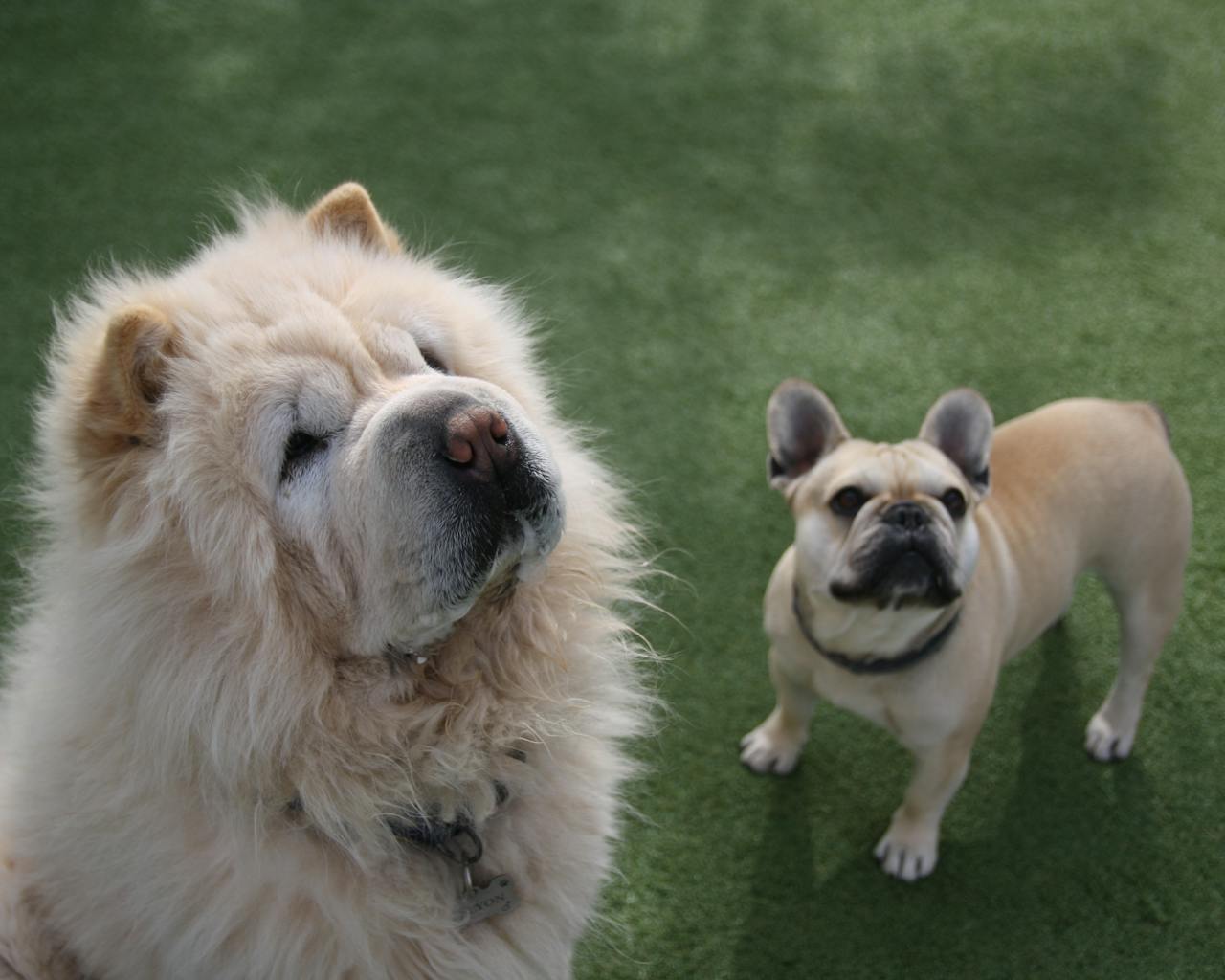 A fluffy Chow Chow and a French Bulldog standing on green grass outdoors.